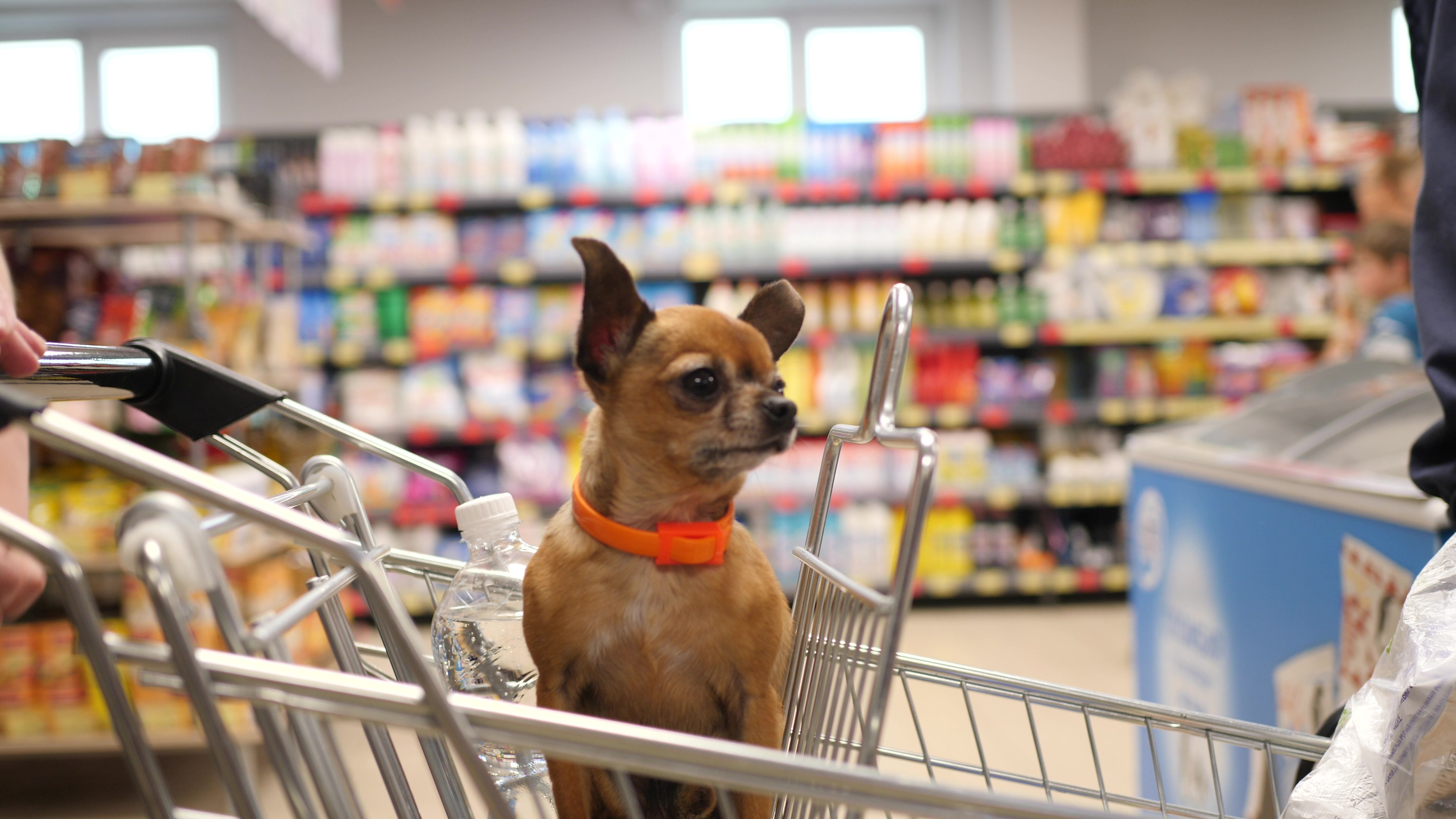 Cachorro carrinho de supermercado seção pet